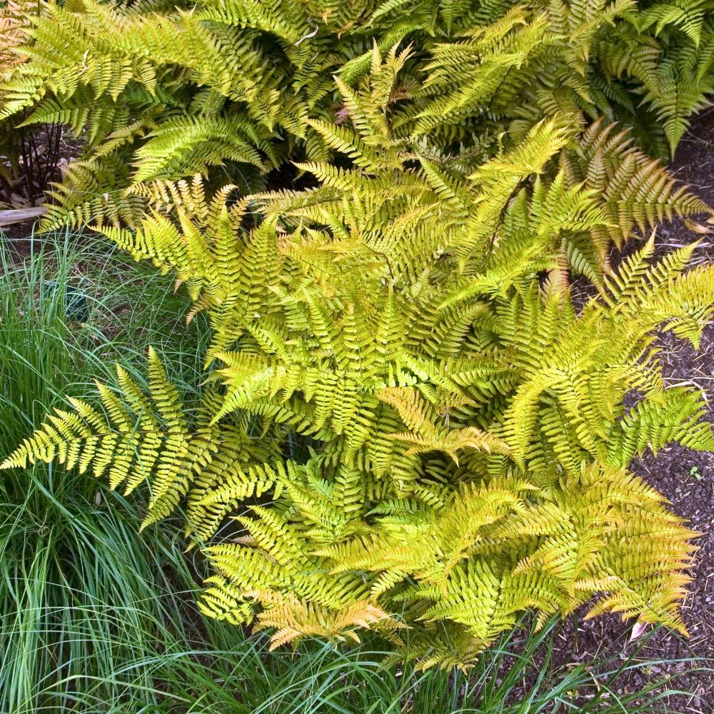 Felce Dryopteris erythrosora o Felce giapponese sempreverde main product photo