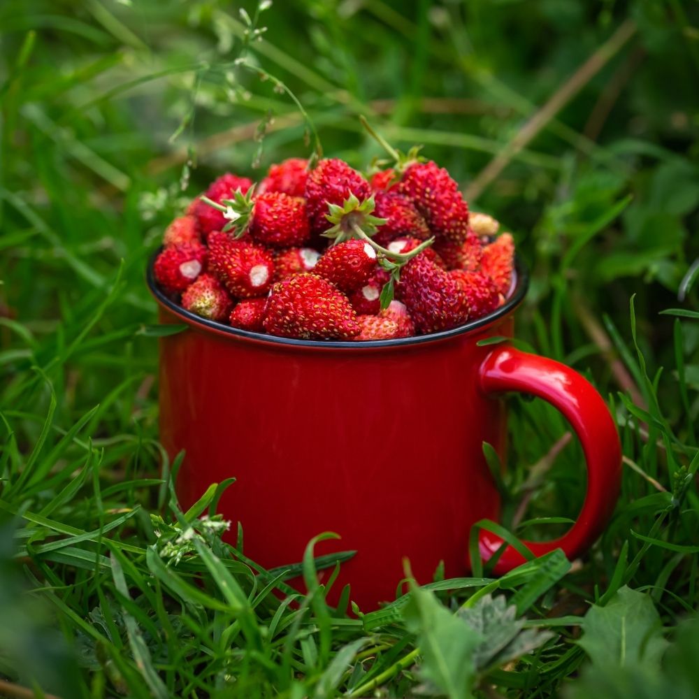 Fragola di bosco main product photo
