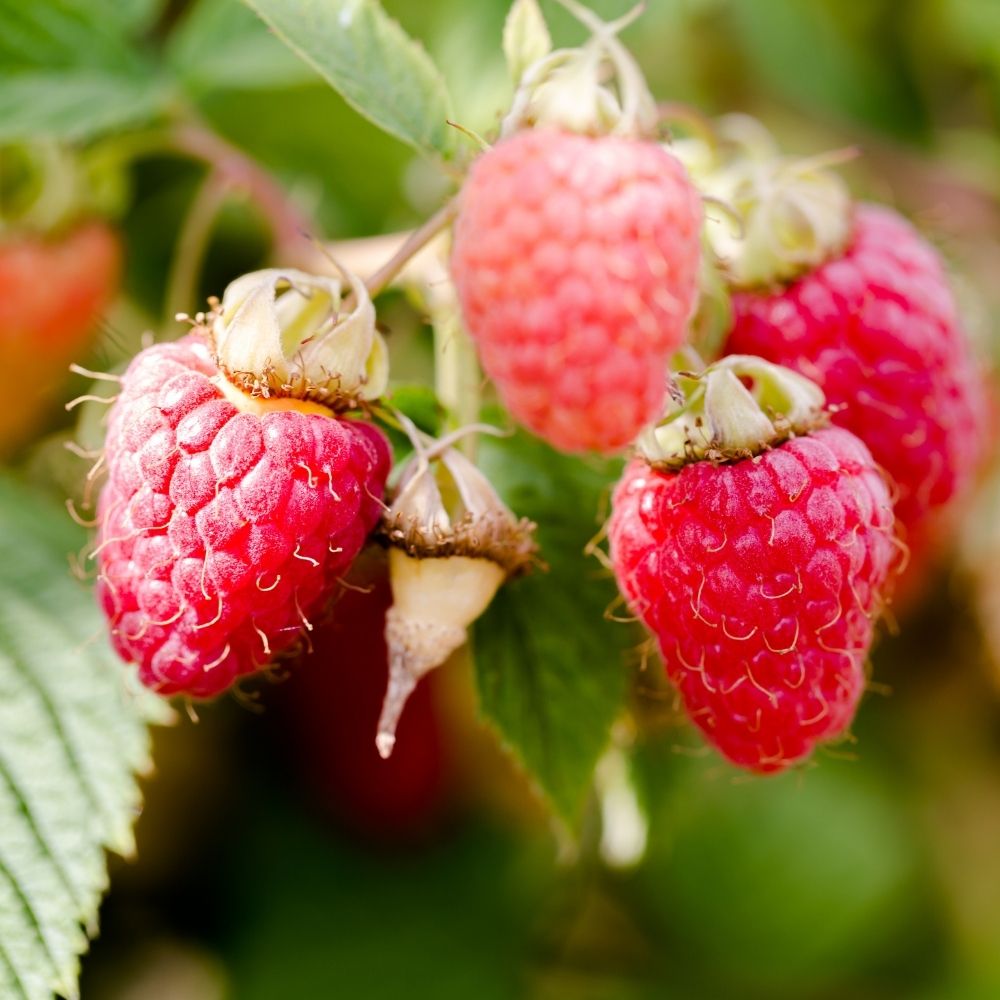 Lampone Heritage main product photo