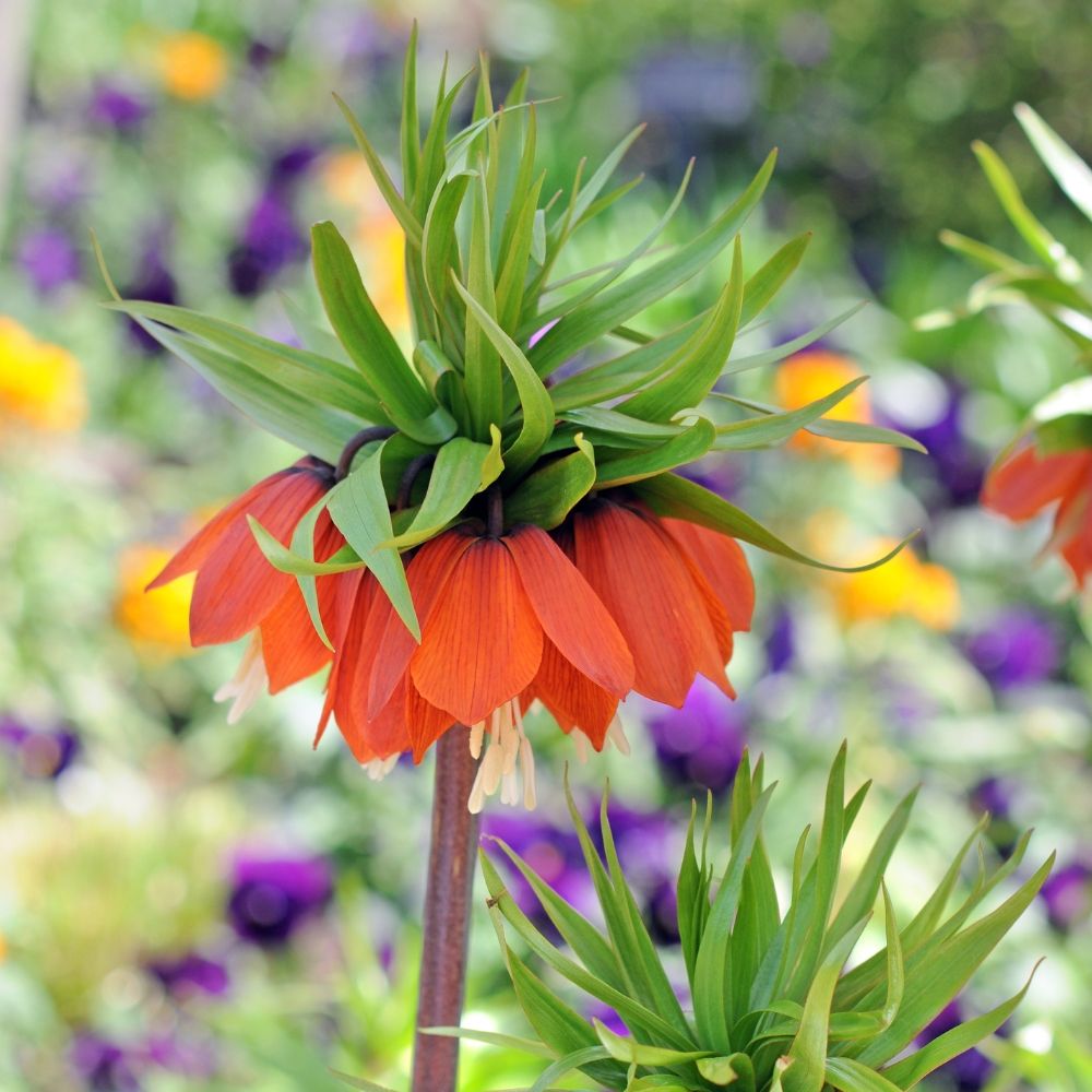 Corona Imperiale o Fritillaria Lutea Rubra main product photo