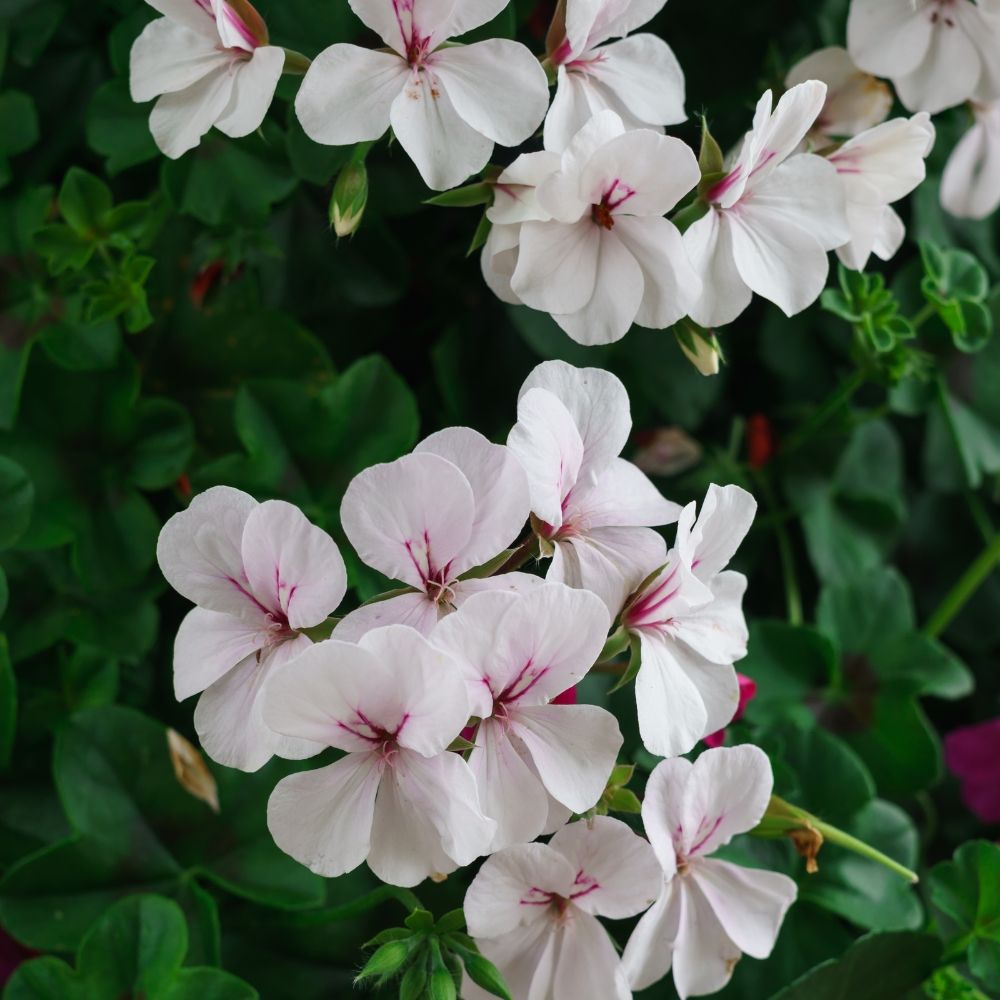 Geranio edera RAINBOW White main product photo