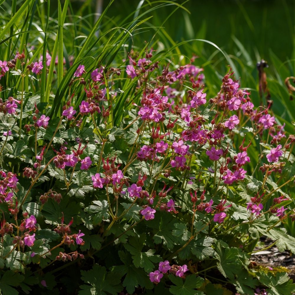 Geranio perenne o Geranium cantabrigiense Crystal Rose main product photo