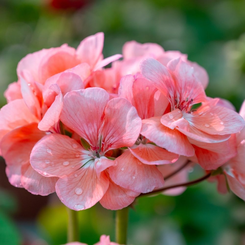 Geranio zonale semidoppio SCHÖNE HELENA Fiselena main product photo