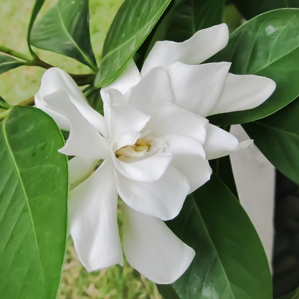 Gardenia Celestial Star main product photo