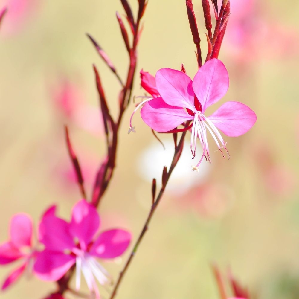 Gaura Crimson Butterfly - Fior di orchidea main product photo