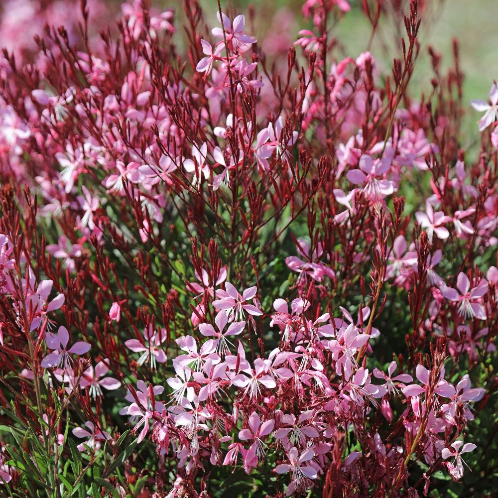Gaura Rosy Jane - Fior di orchidea main product photo