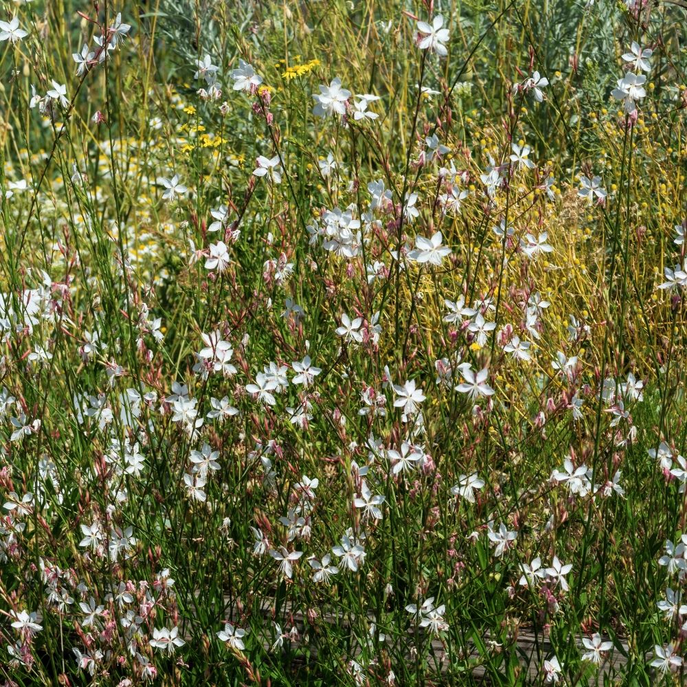 Gaura Snowstorm - Fior di orchidea main product photo