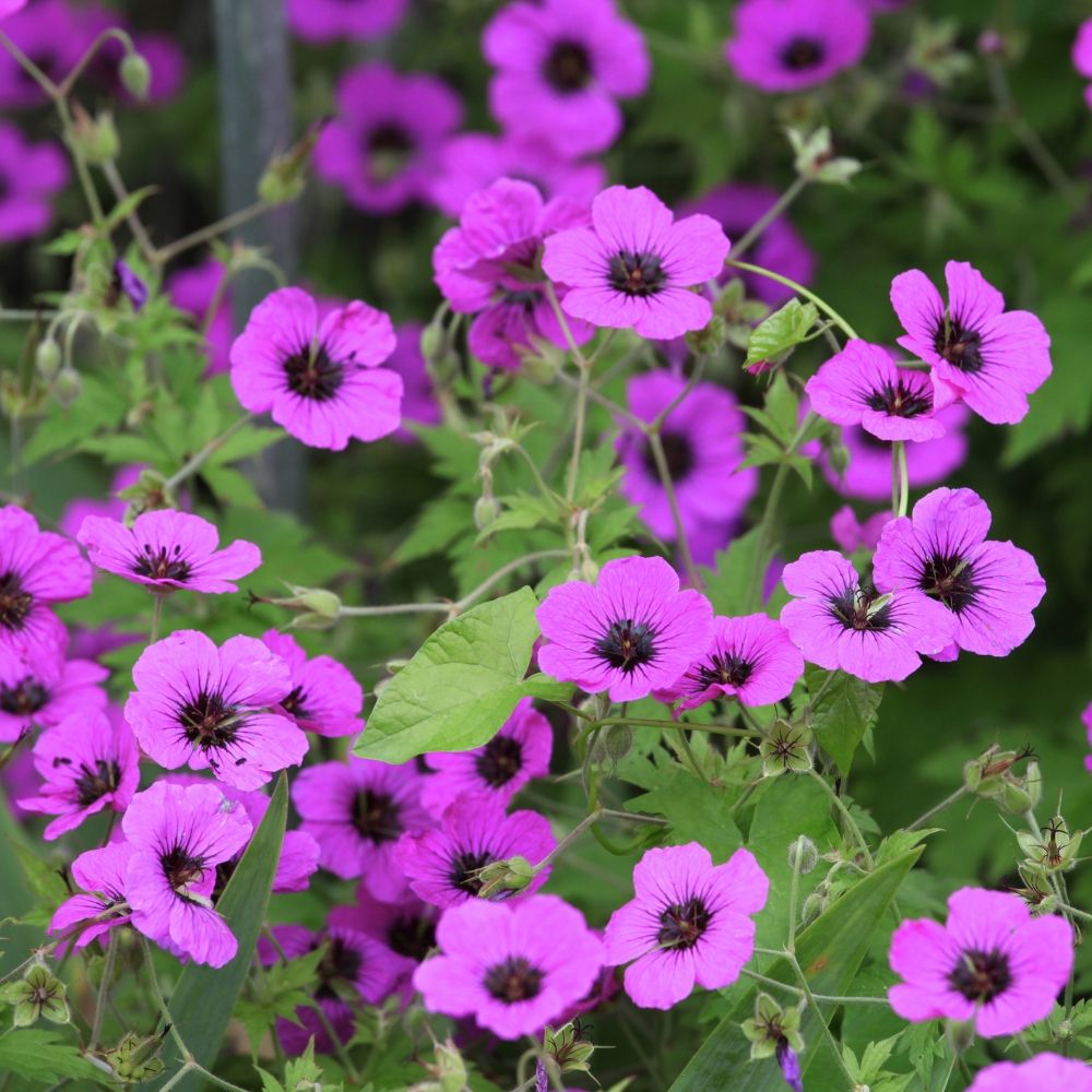 Geranio perenne o Geranium Patricia main product photo