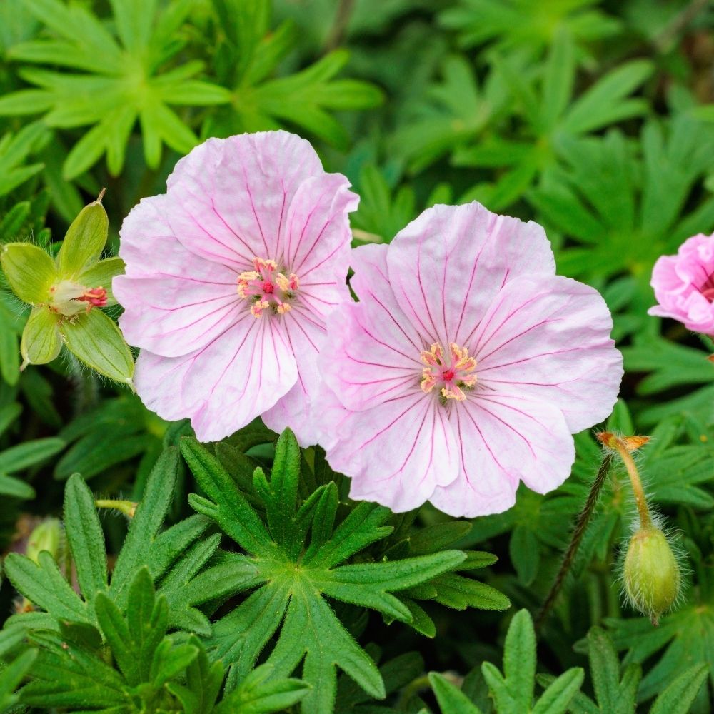 Geranio perenne o Geranium sanguineum striato main product photo