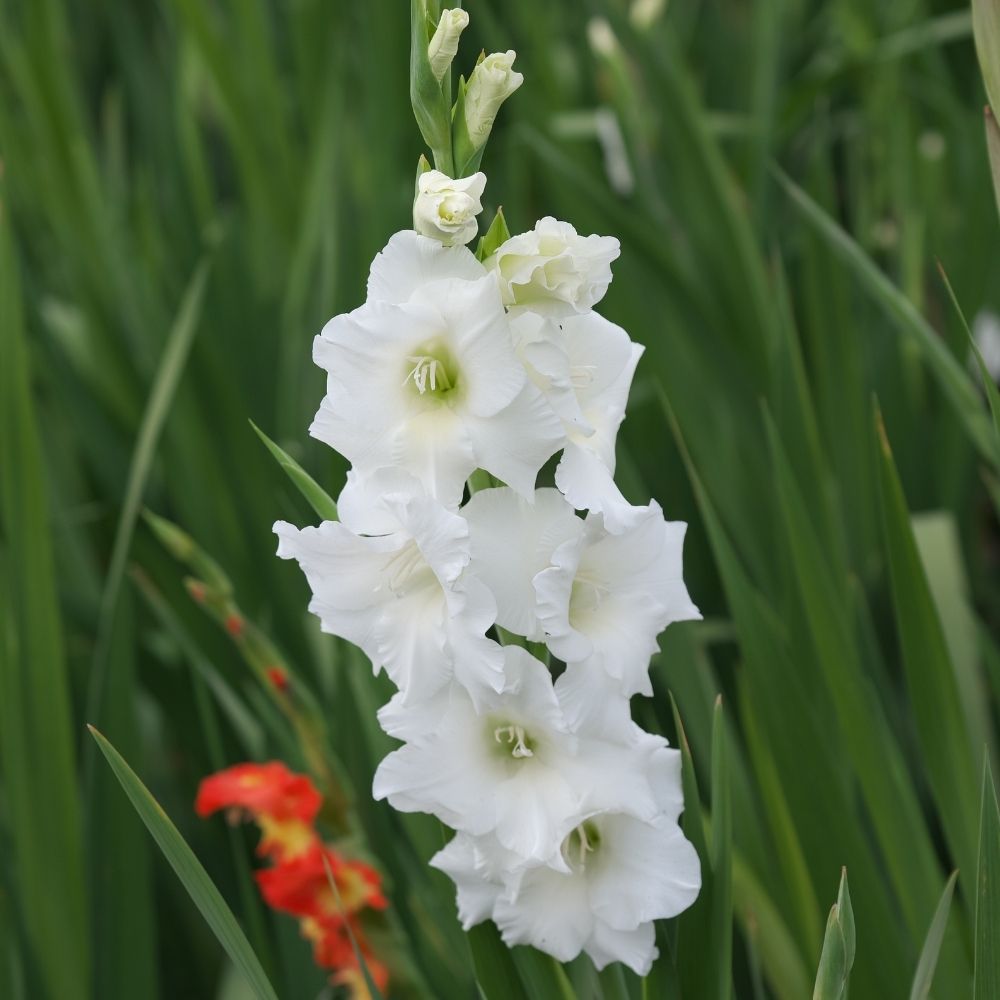 Gladiolo White Prosperity main product photo