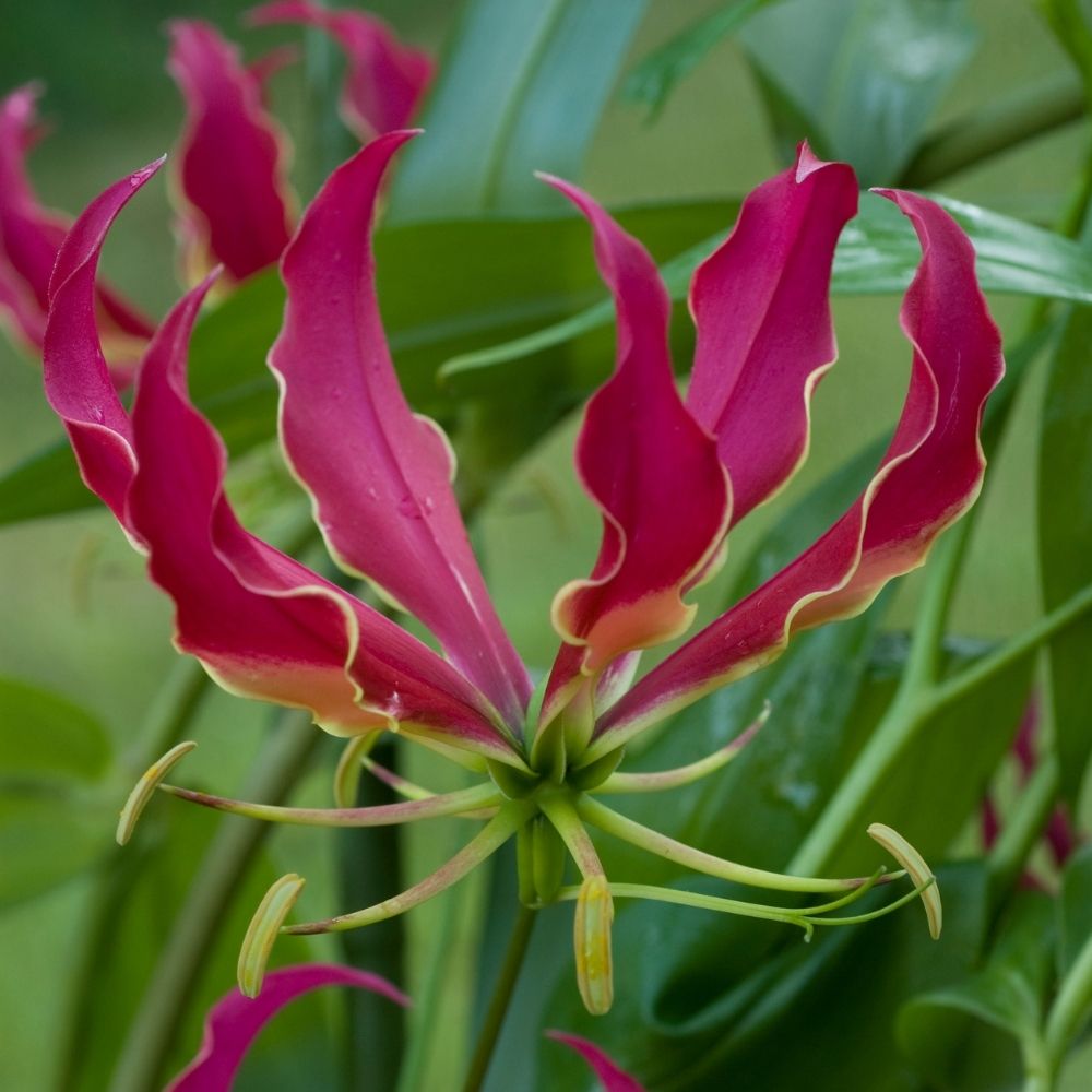 Gloriosa Rotschildiana main product photo