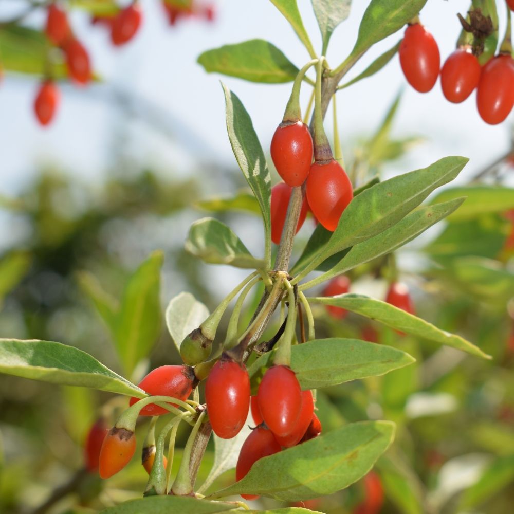 Goji PRINCESS TAO ® fpw03 main product photo