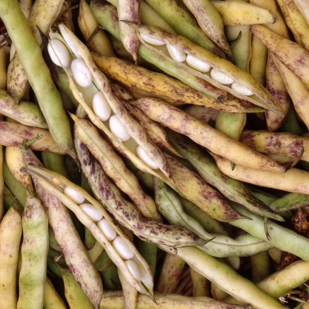 Fagiolo nano Soisy main product photo