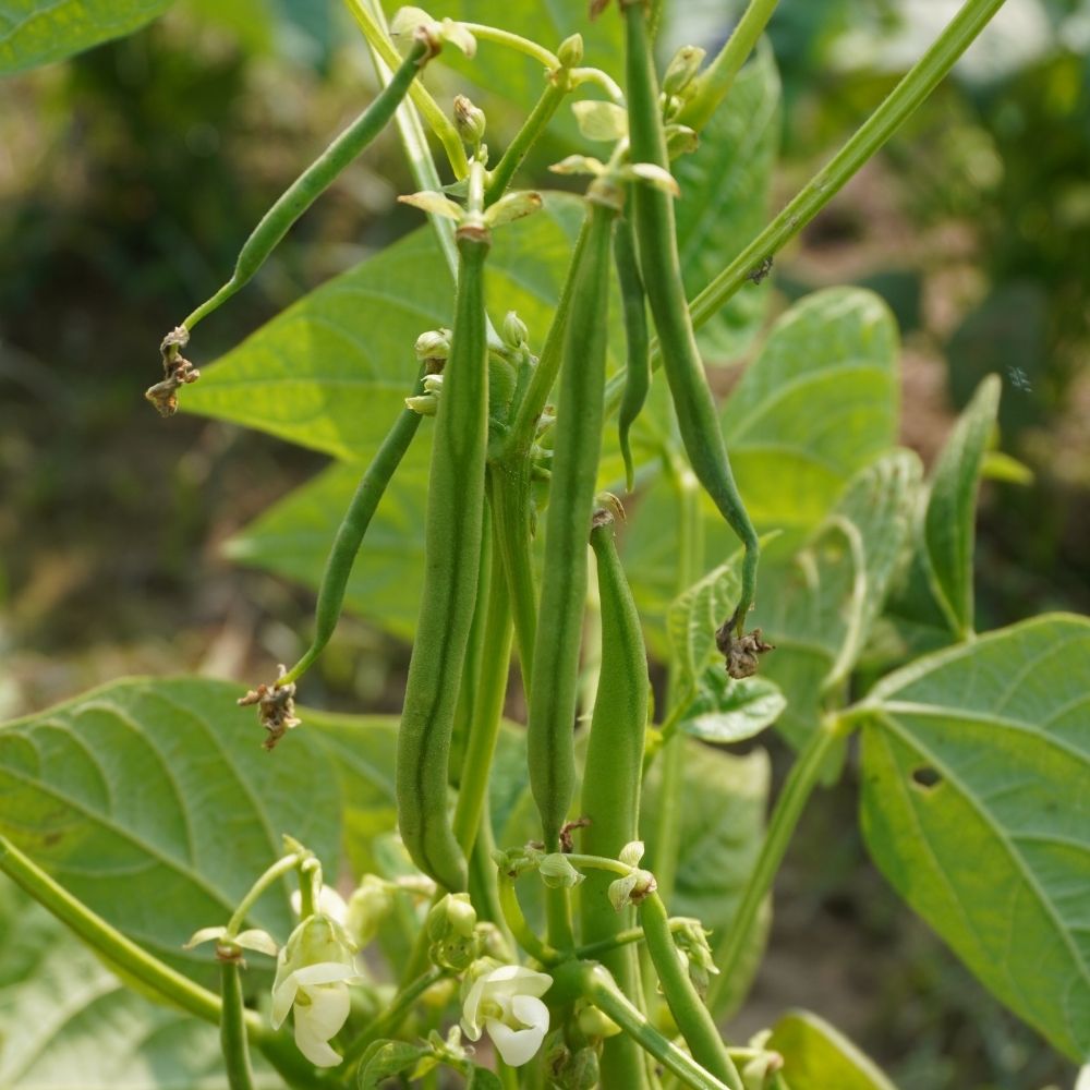 Fagiolini o Fagioli mangiatutto senza filo Bravo main product photo
