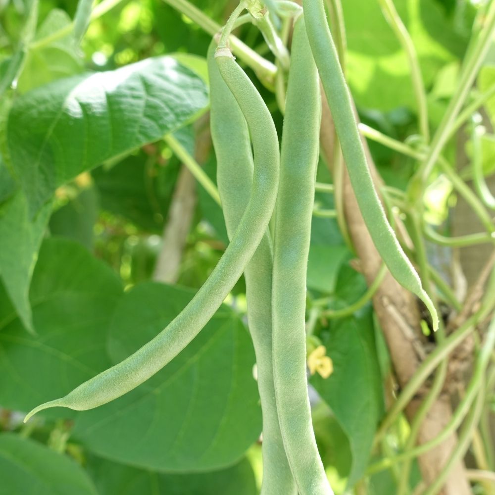 Fagiolo nano mangiatutto Facila main product photo