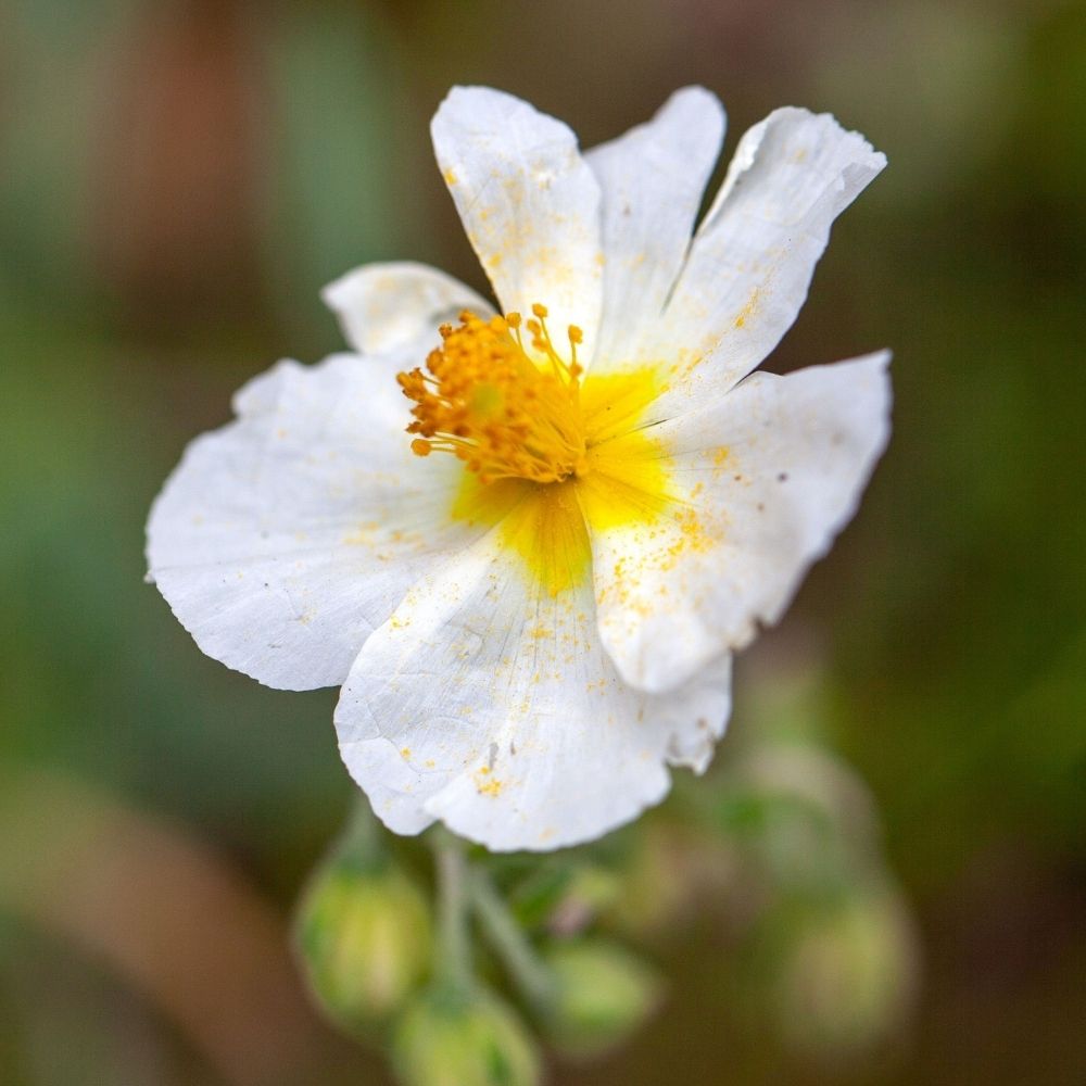 Helianthemum The Bride o Eliantemo bianco main product photo