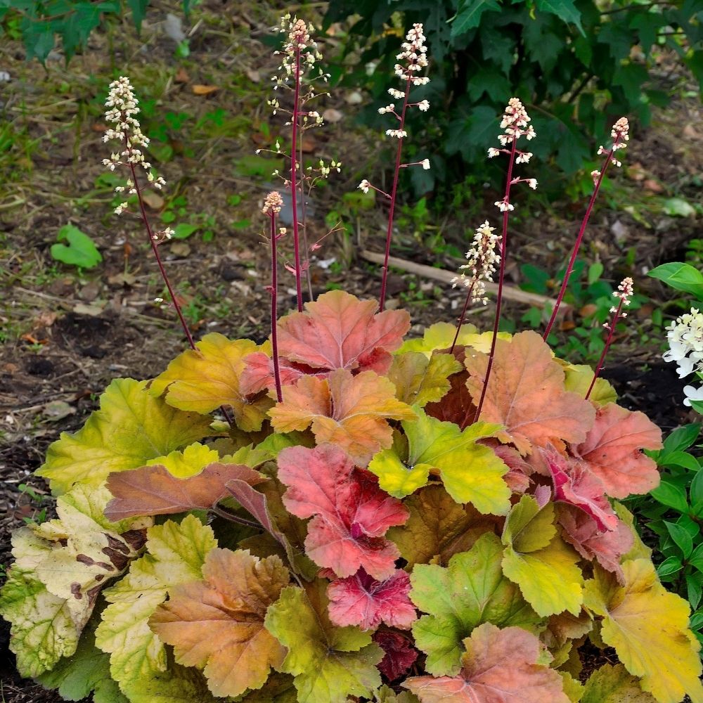 Heuchera Caramel main product photo