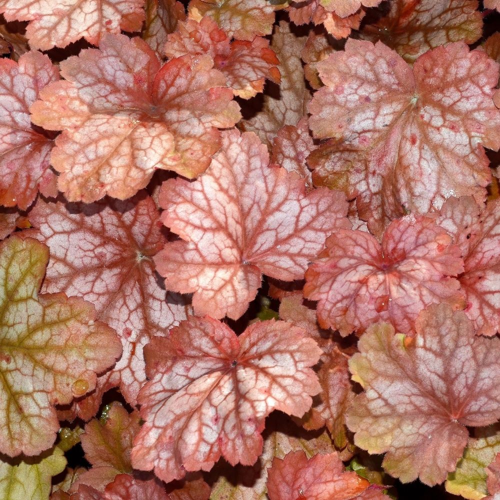 Heuchera Georgia Peach main product photo