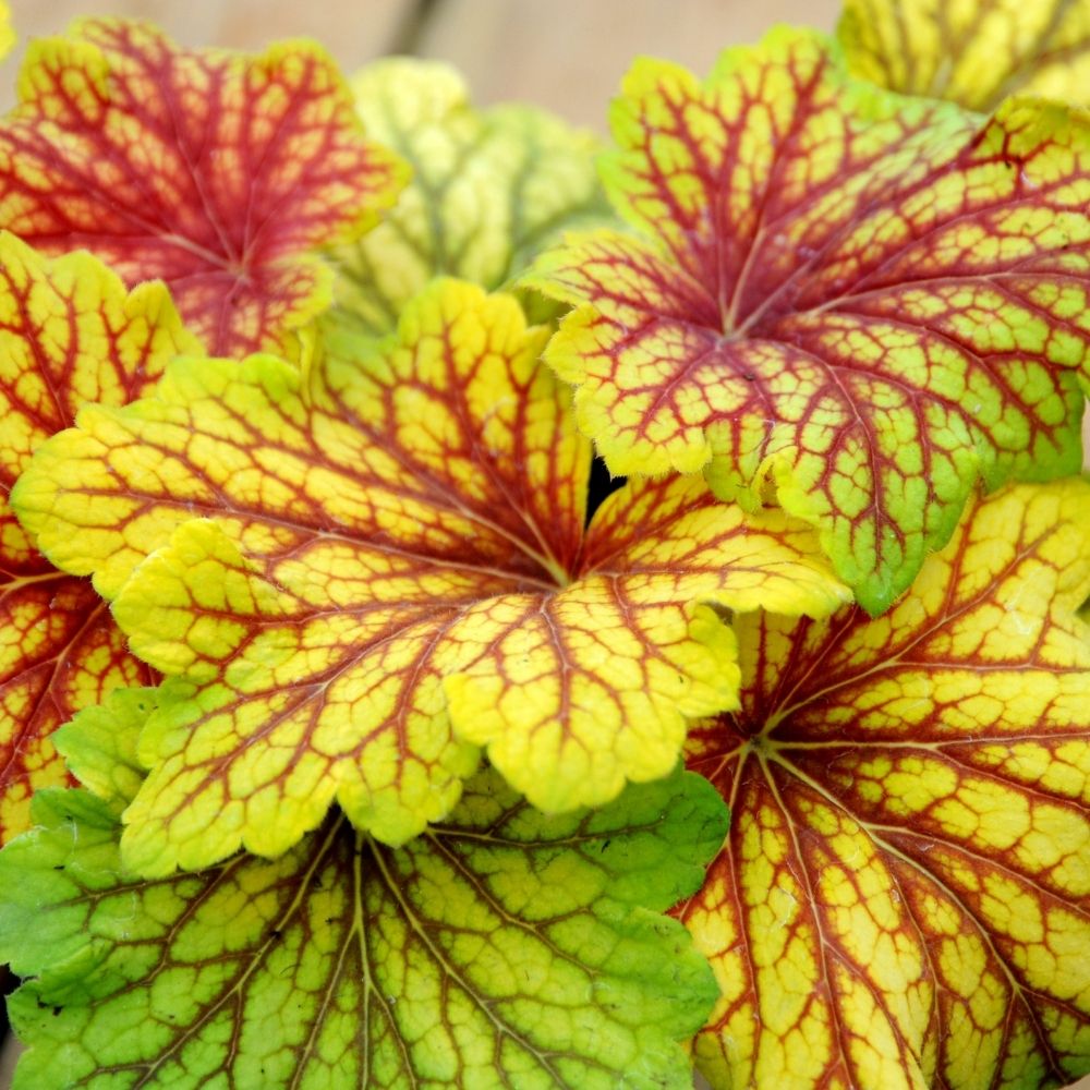 Heuchera Tiramisu main product photo