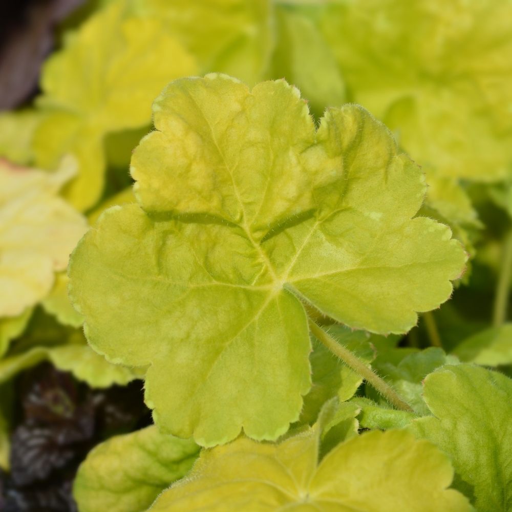 Heuchera Citronelle main product photo