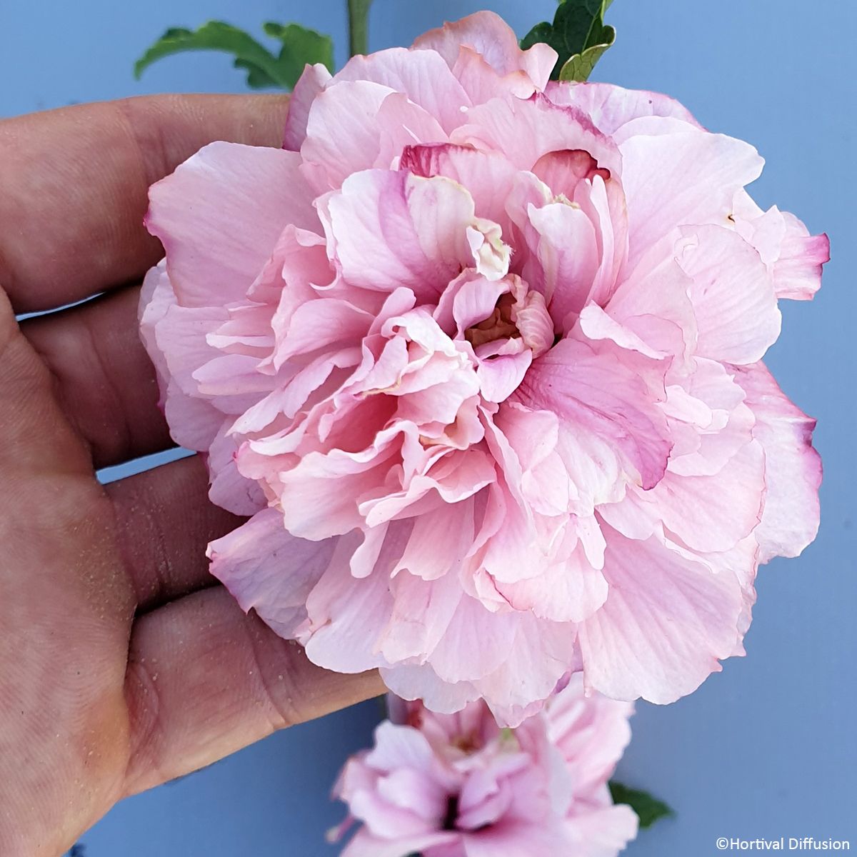 Ibisco o Hibiscus syriacus FRENCH CABARET ® Pink main product photo