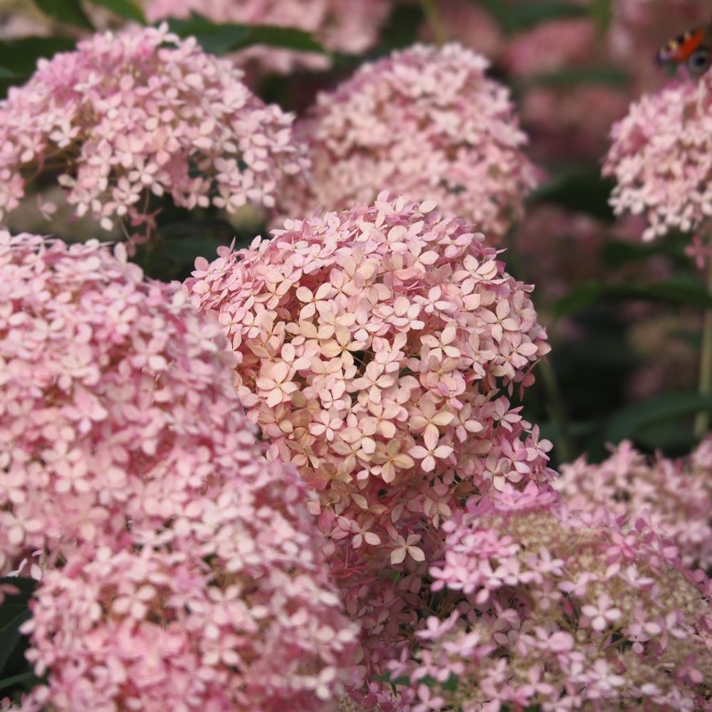 Ortensia arborescente Pink Annabelle® main product photo
