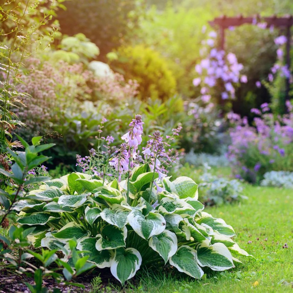 Hosta Minuteman main product photo