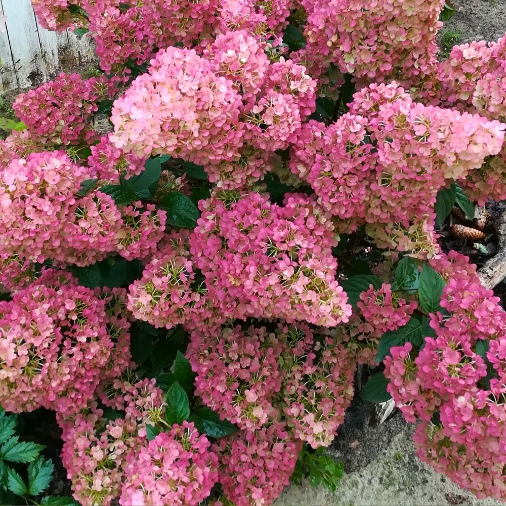 Ortensia paniculata o Hydrangea paniculata SUNDAE FRAISE main product photo