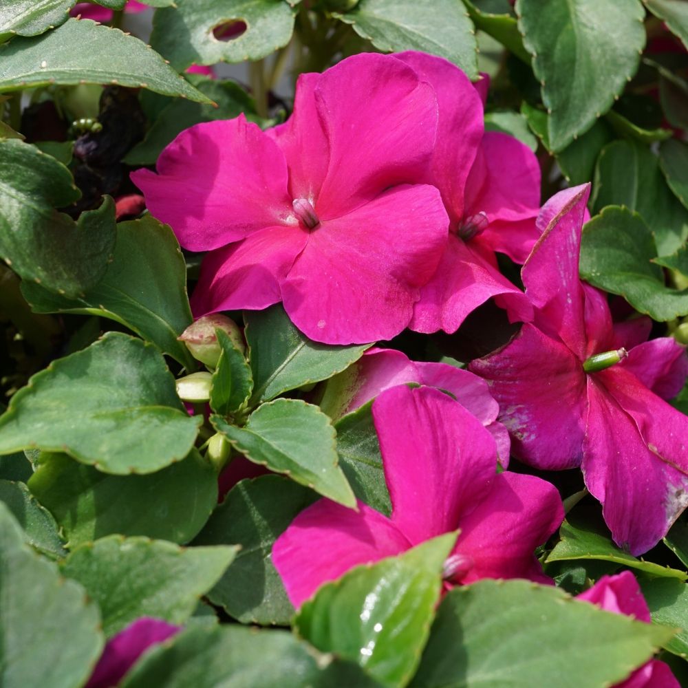 Impatiens SUNPATIENS® Vigorous Pink main product photo