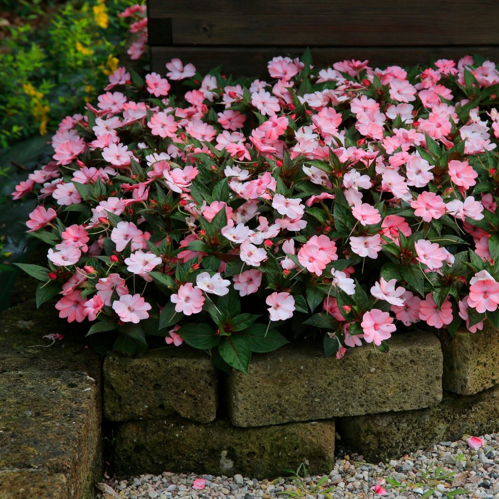 Impatiens SUNPATIENS® Vigorous Pink Pearl main product photo