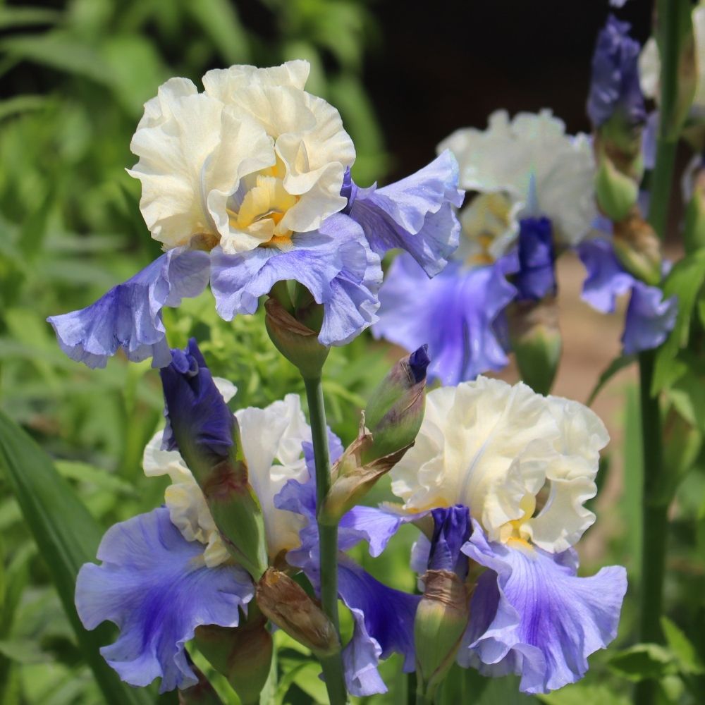 Giaggiolo o Iris germanica Haut les Voiles main product photo