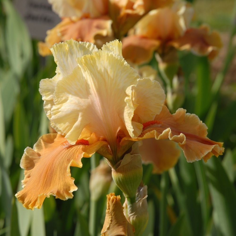 Giaggiolo o Iris germanica English Charm main product photo