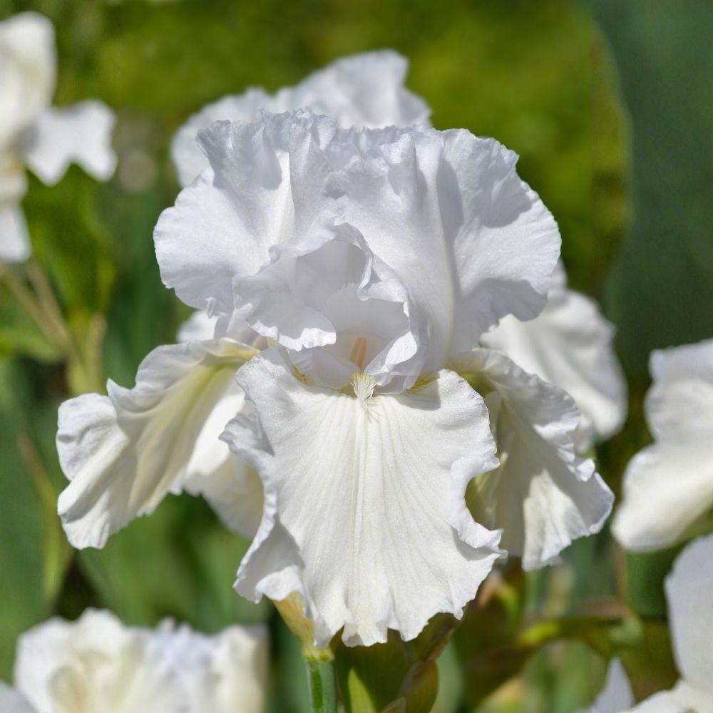 Giaggiolo o Iris germanica Immortality main product photo