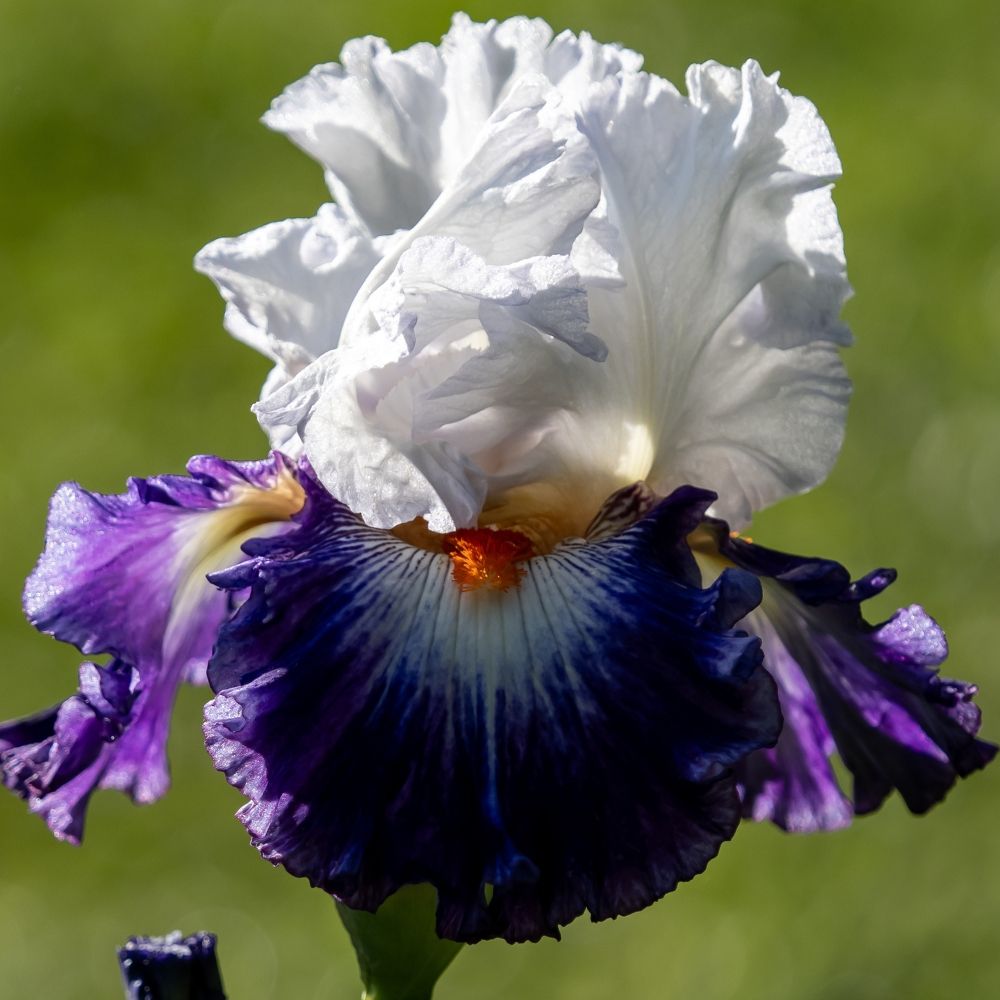 Giaggiolo o Iris germanica Noctambule main product photo