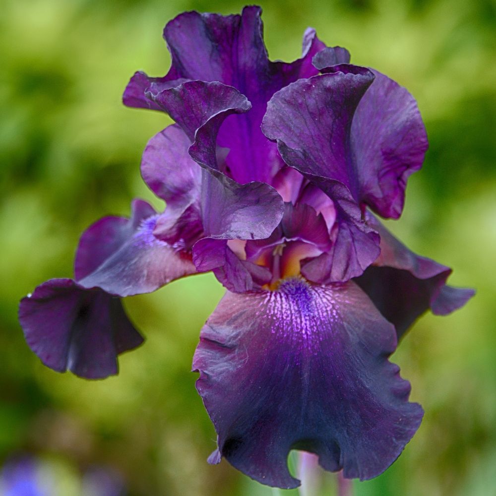 Giaggiolo o Iris germanica Rosalie Figge main product photo