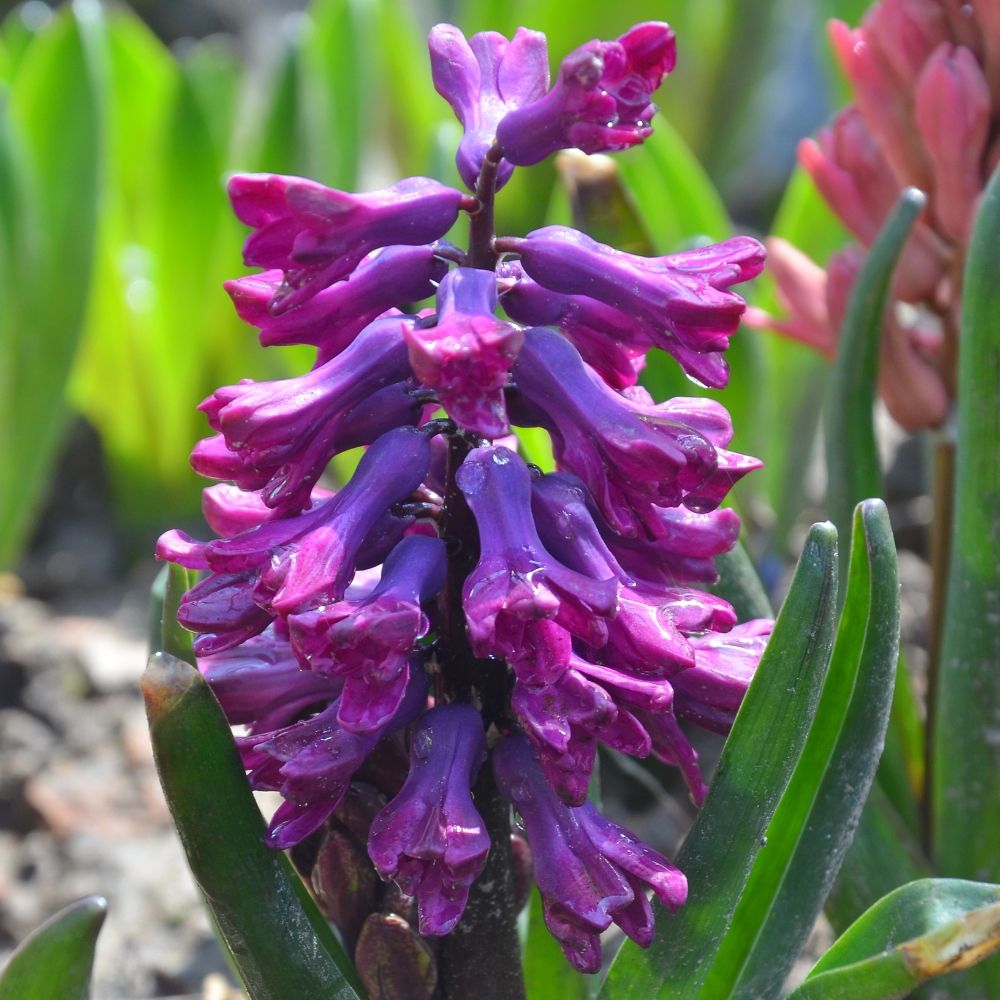 Giacinto Woodstock main product photo