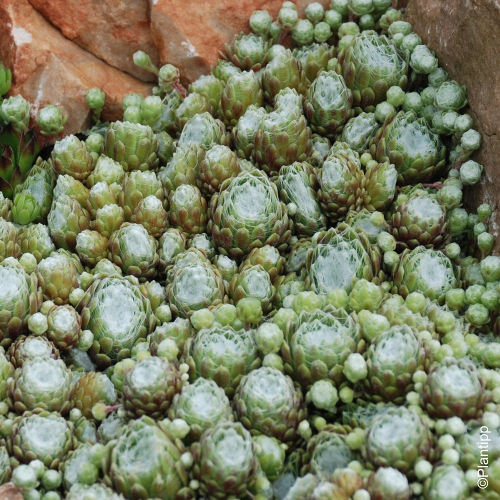 Semprevivo CHICK CHARMS ® Cotton Candy main product photo