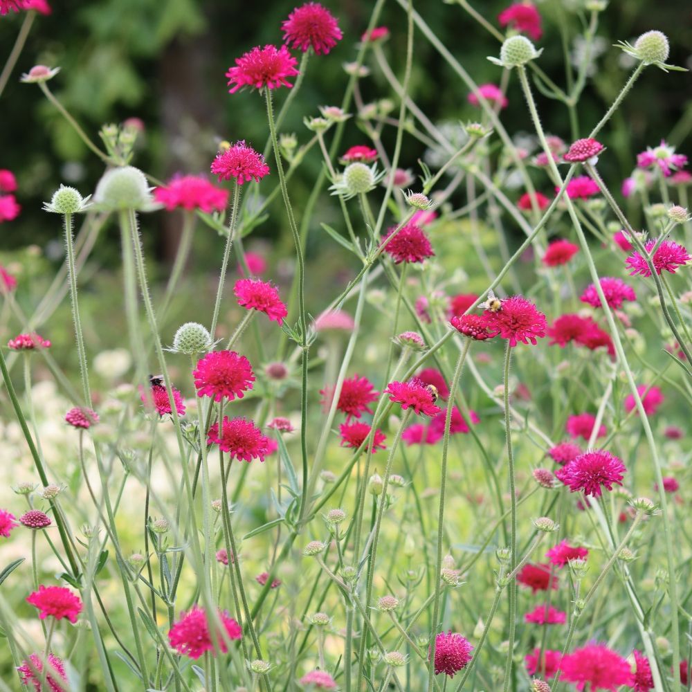 Knautia macedonica main product photo
