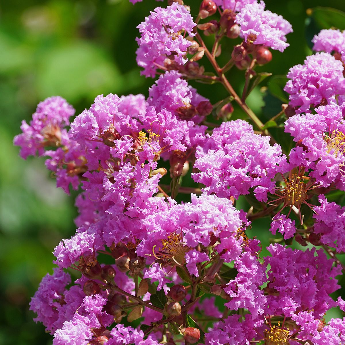 Mirto crespo o Lagerstroemia Enduring® Lavender main product photo