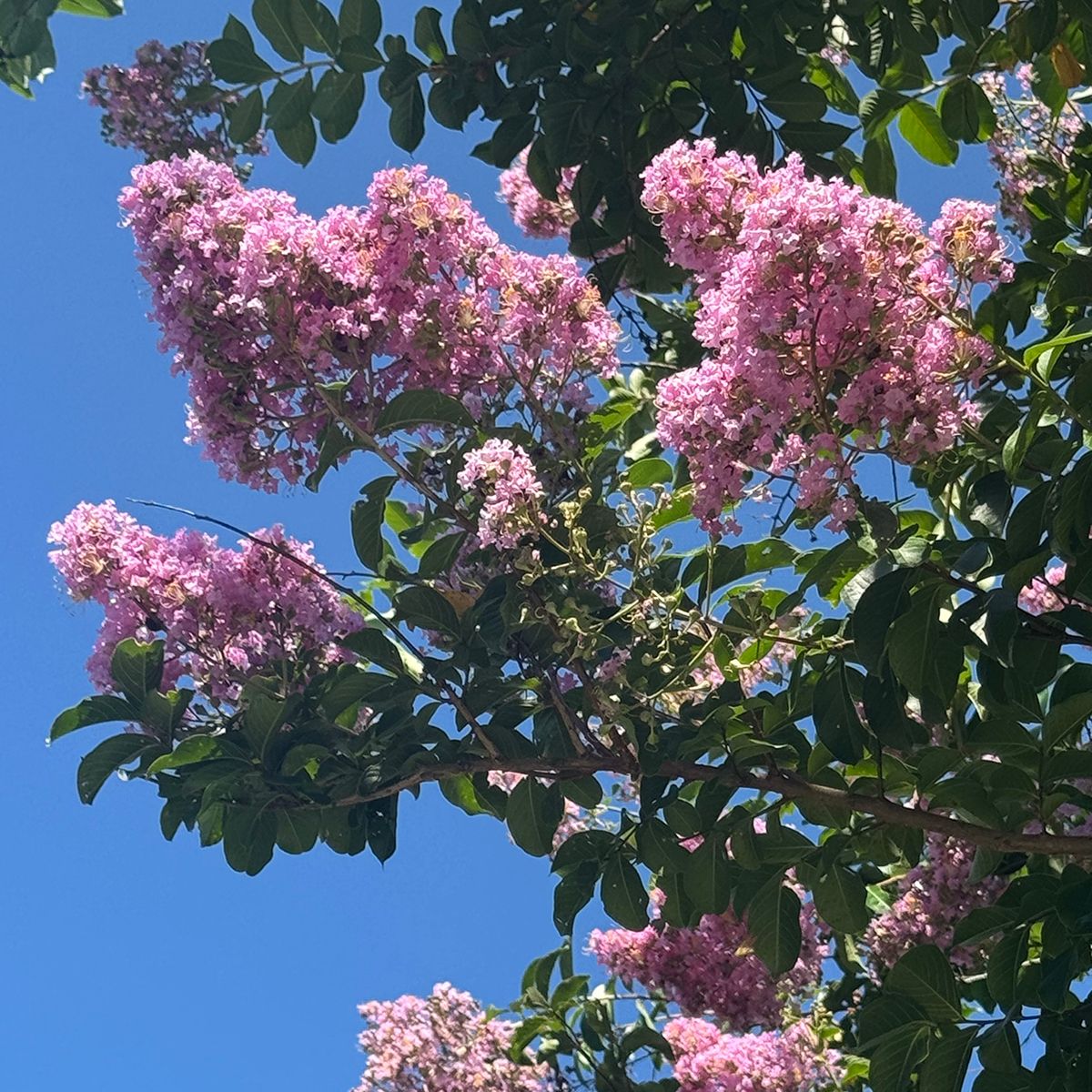 Mirto crespo o Lagerstroemia Monbazillac main product photo