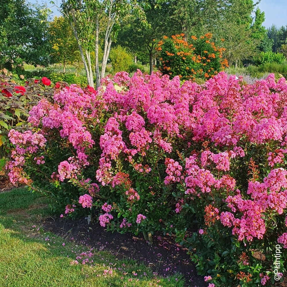 Mirto crespo o Lagerstroemia Eveline main product photo