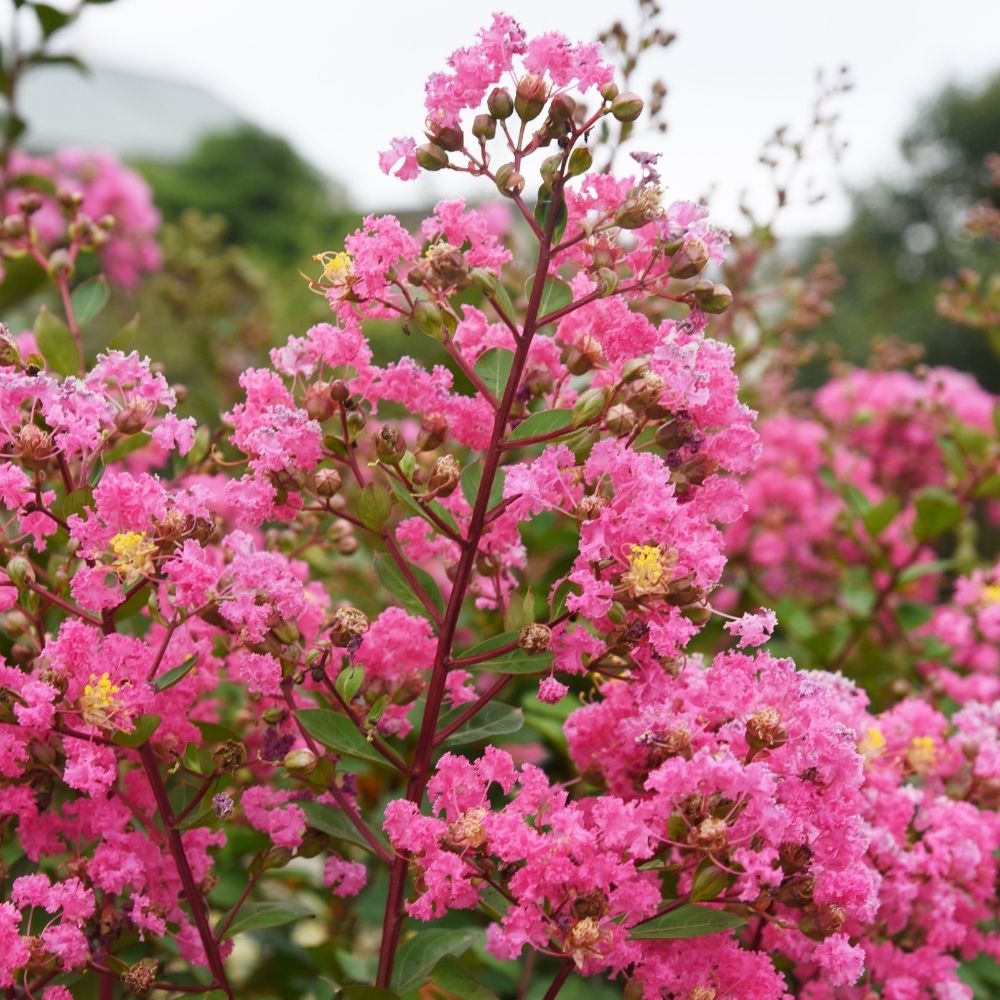 Mirto crespo o Lagerstroemia Rose Fuchsia main product photo