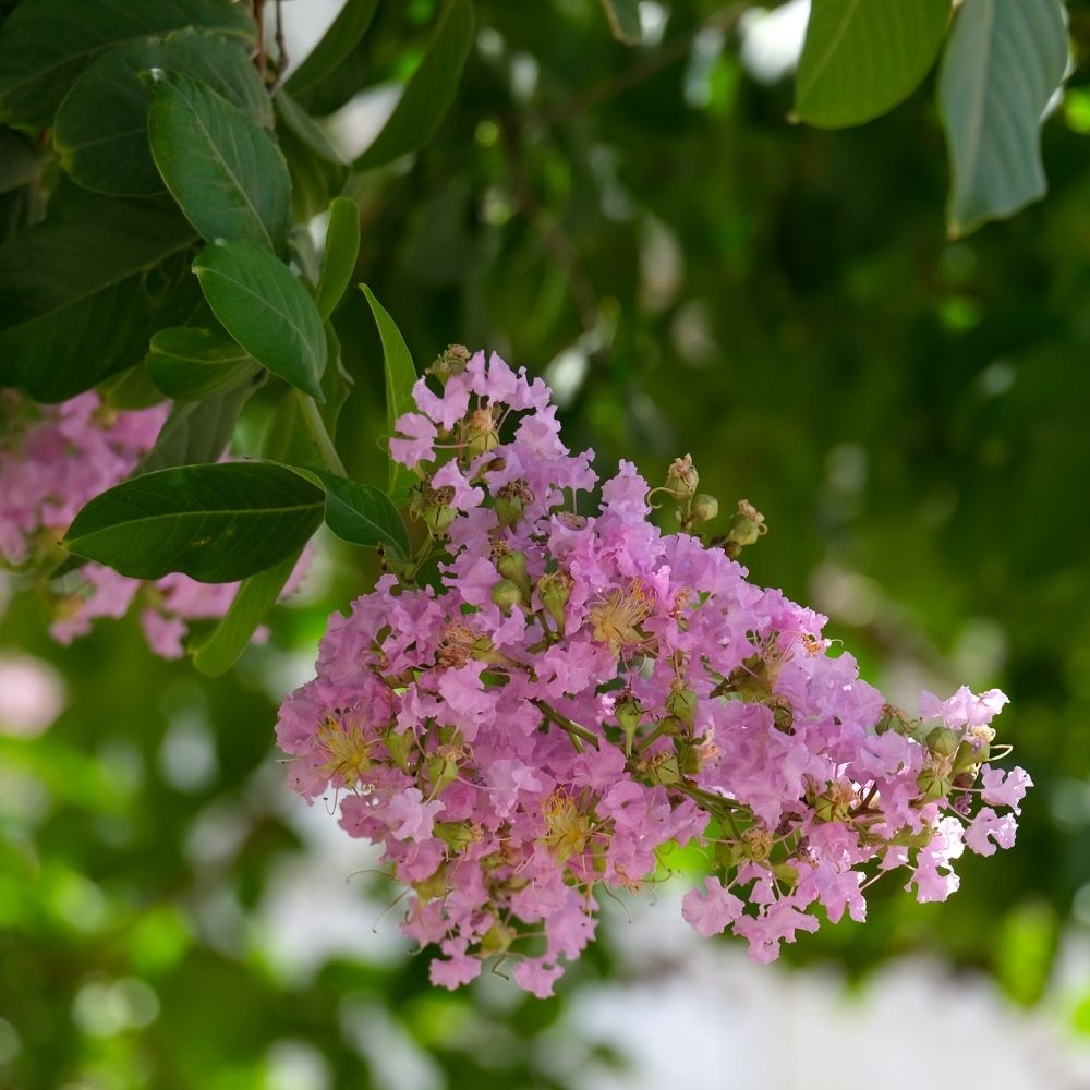 Mirto crespo o Lagerstroemia Rose Indien main product photo