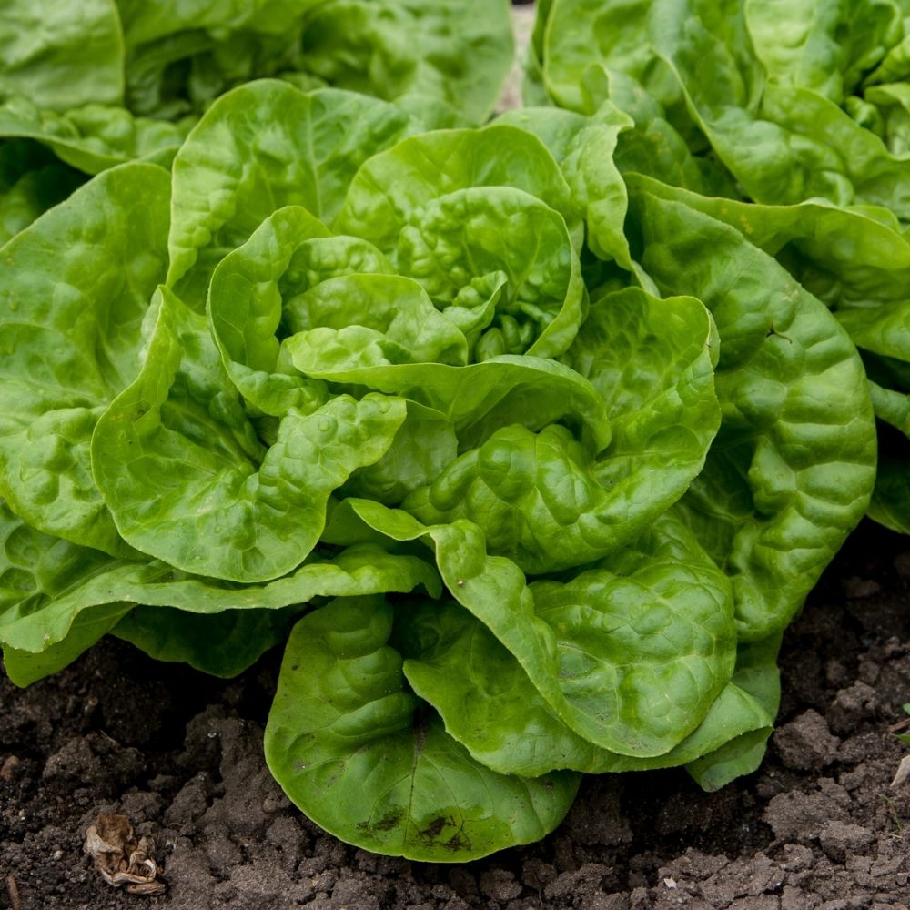 Lattuga a cappuccio kinemontepas main product photo