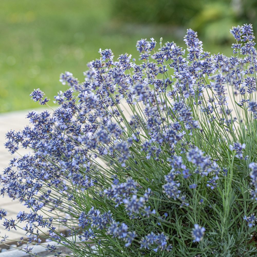 Lavanda o Lavandino Munstead main product photo
