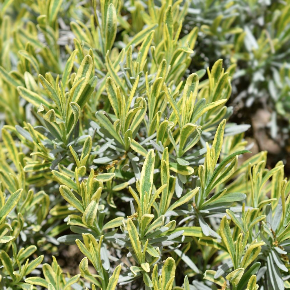 Lavanda o Lavandino Platinum Blonde main product photo