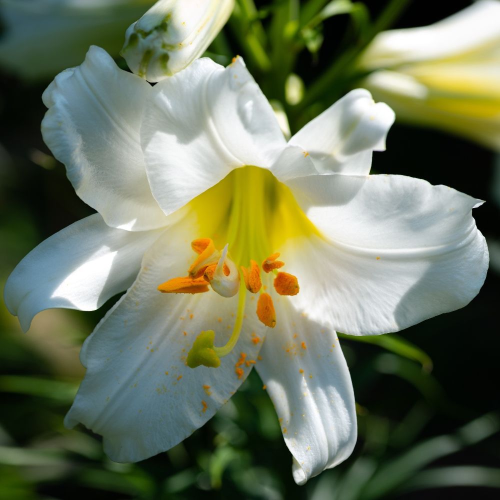 Giglio o Lilium regale main product photo