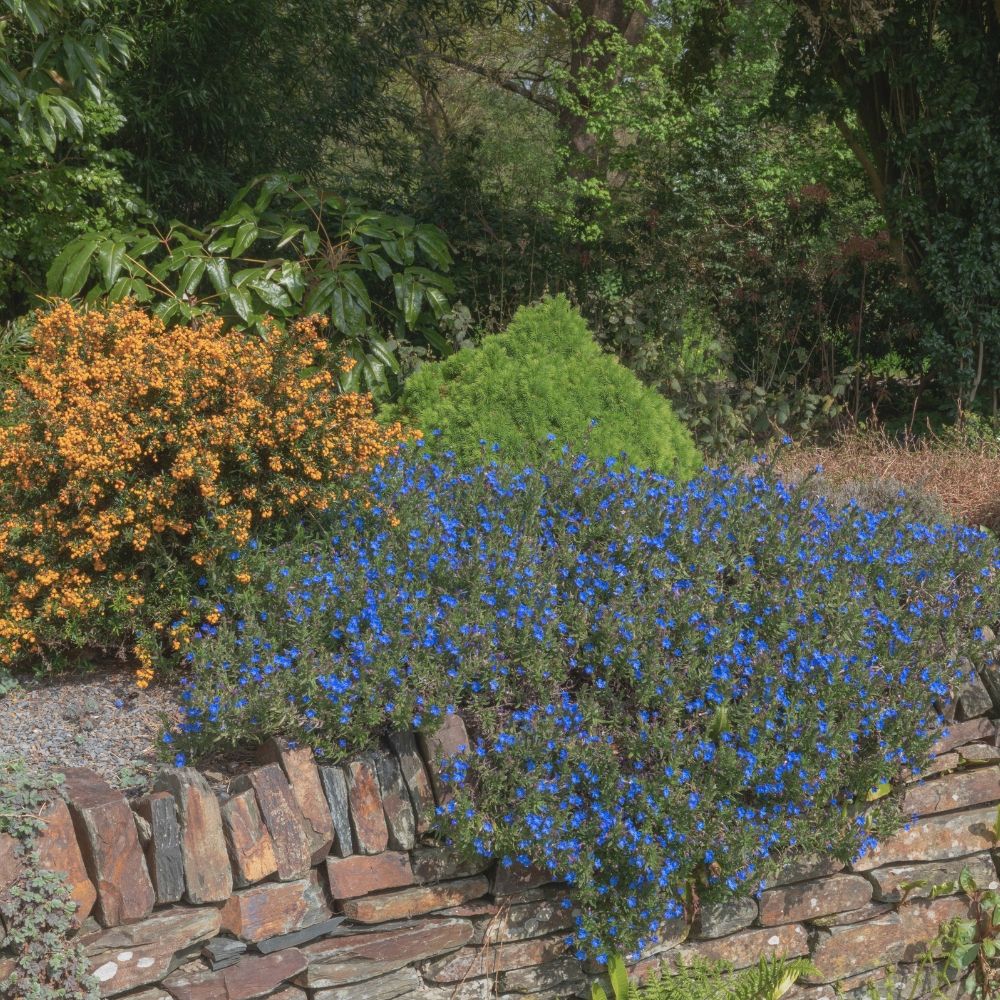 Lithodora Heavenly Blue main product photo