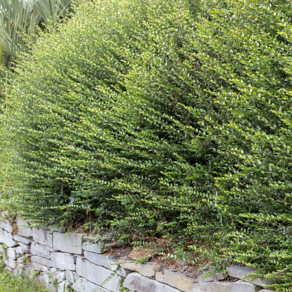 Caprifoglio arbustivo o Lonicera nitida Tidy Tips main product photo