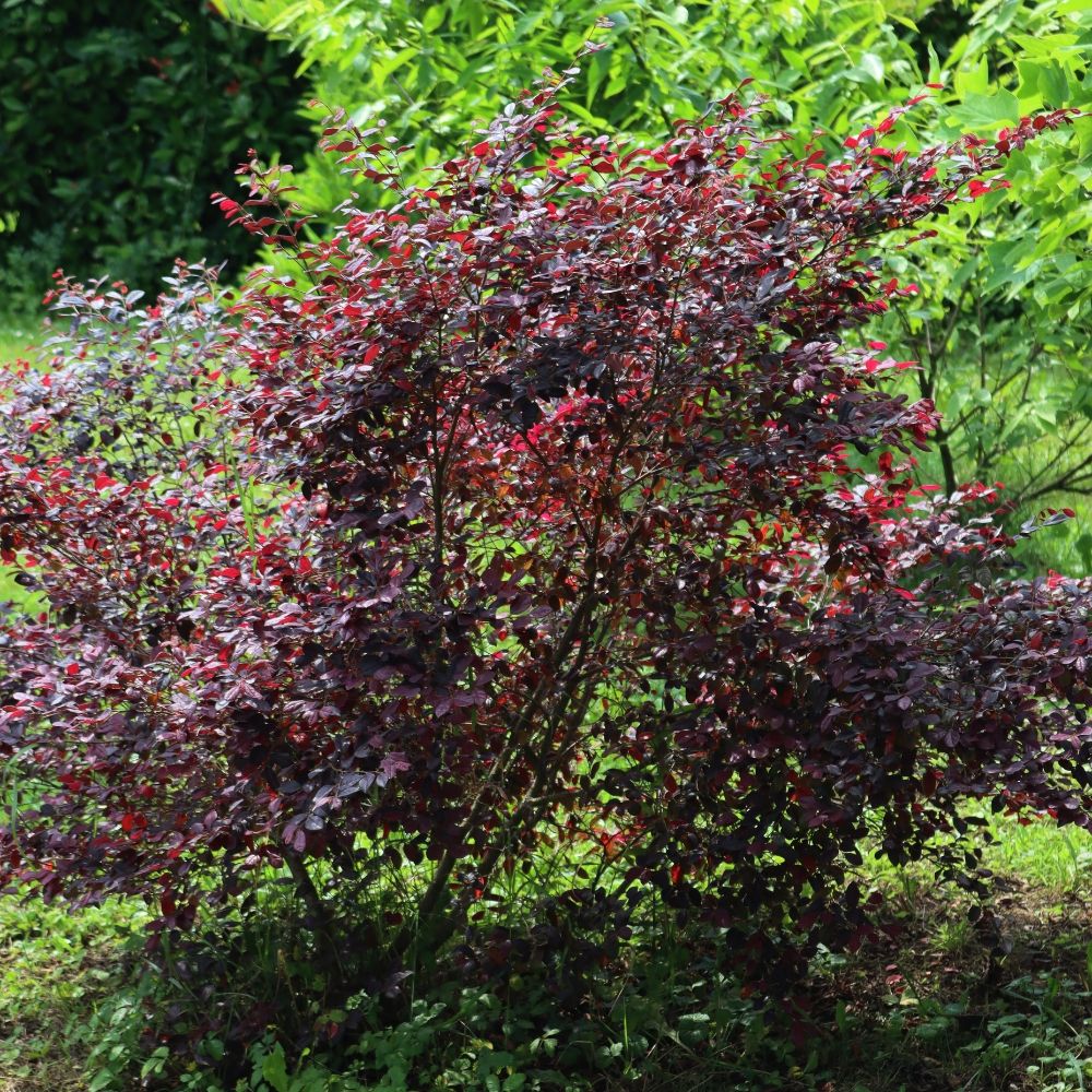 Loropetalum chinense ‘Fire Dance’ main product photo
